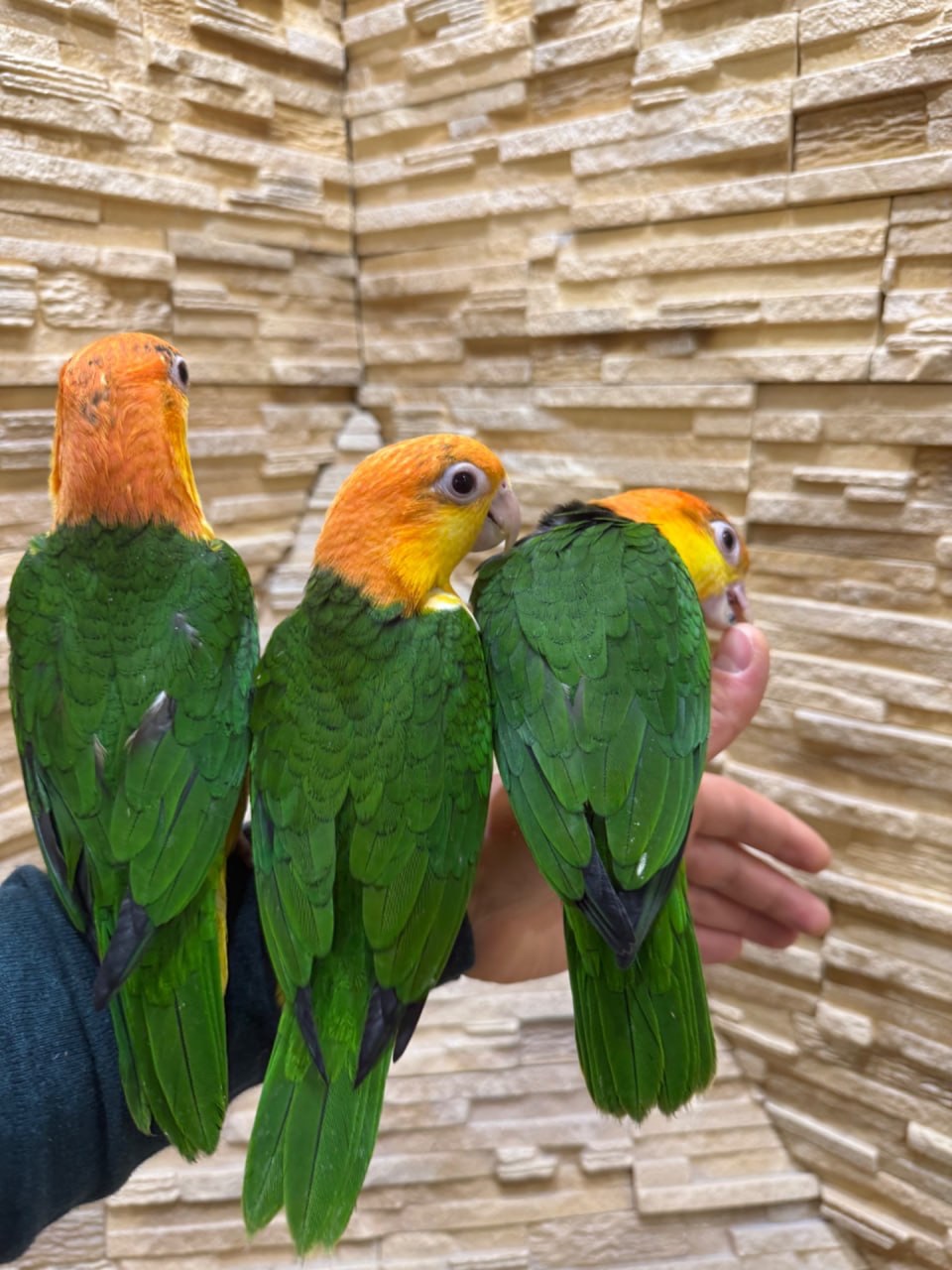 Птенцы оыжеголового попугая каик