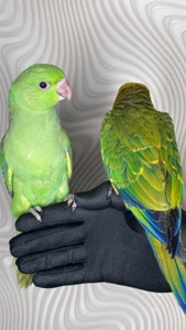 Ожерелові пташенята викормиші малюки