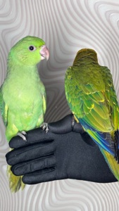 Ожерелові пташенята викормиші малюки