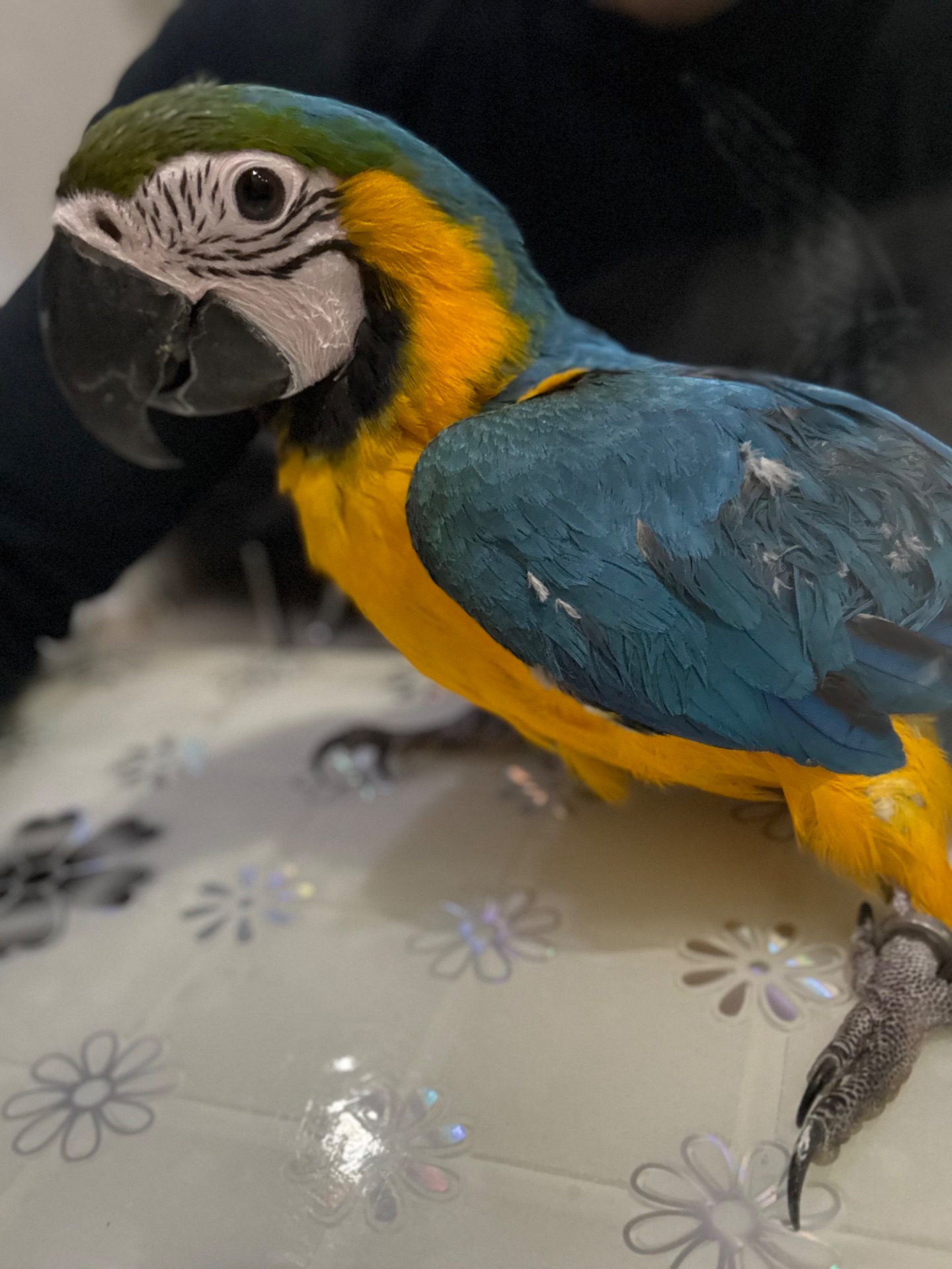 Ара птенцы ручные попугаи.