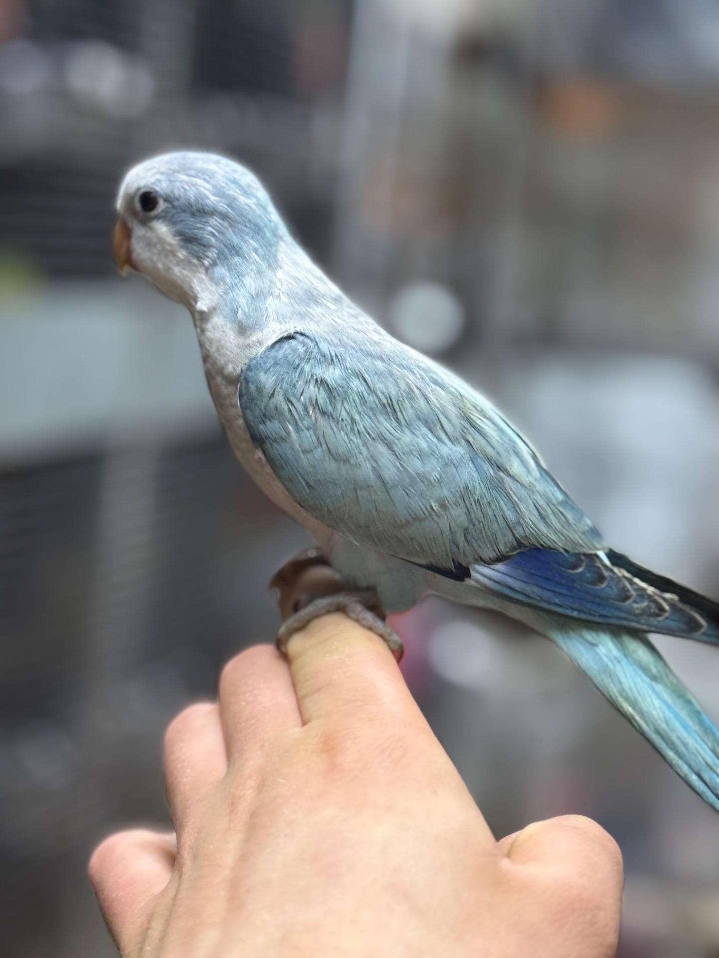 Ручные Птенцы попугая монах квакер Калита