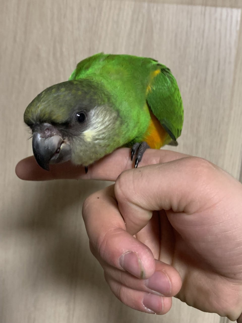 Сенегальський попугай выкормыш