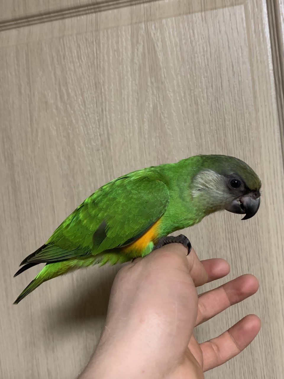 Сенегальський попугай выкормыш