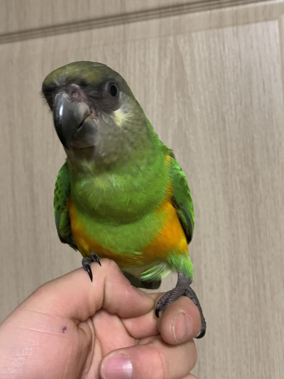 Сенегальський попугай выкормыш