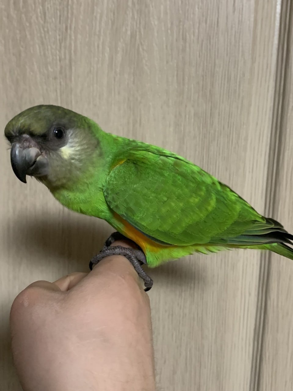 Сенегальський попугай выкормыш