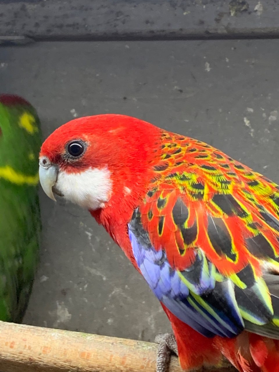 Красная розелла молодые попугаи