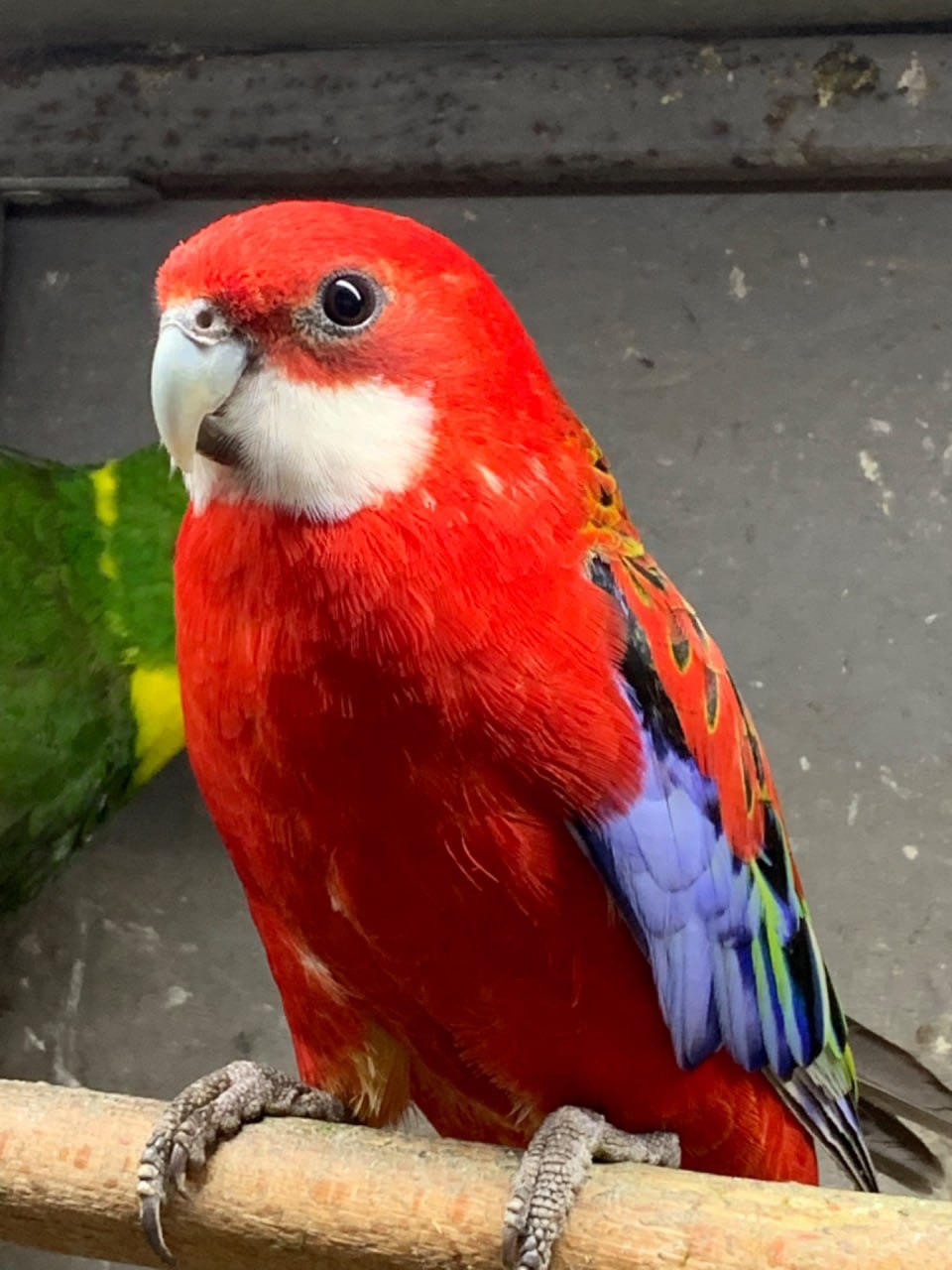 Красная розелла молодые попугаи