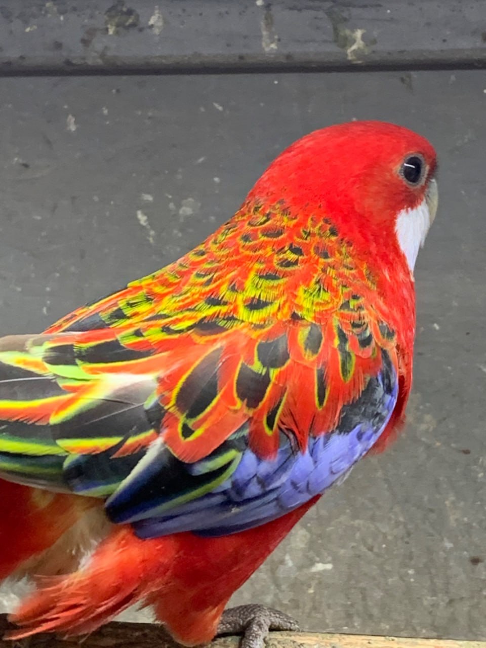 Красная розелла молодые попугаи