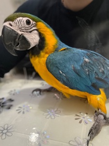 Ара птенцы ручные попугаи.