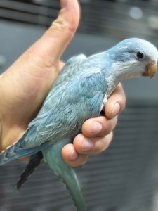 Ручные Птенцы попугая монах квакер Калита