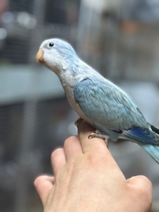 Ручные Птенцы попугая монах квакер Калита