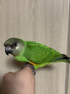 Сенегальський попугай выкормыш