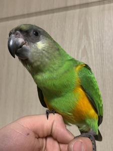 Сенегальський попугай выкормыш