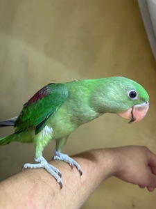 Олександрійський папуга ручний малюк
