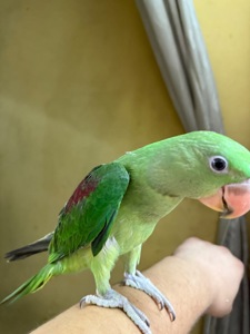 Олександрійський папуга ручний малюк