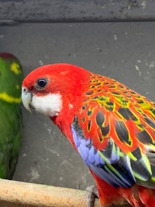 Красная розелла молодые попугаи