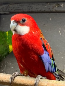 Красная розелла молодые попугаи