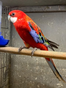 Красная розелла молодые попугаи