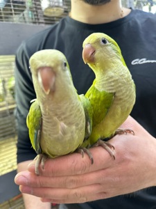 Ручные Птенцы попугая монах квакер Калита