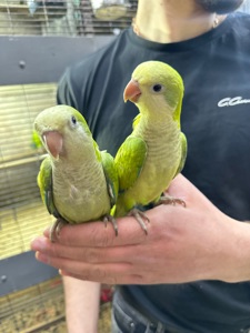 Ручные Птенцы попугая монах квакер Калита