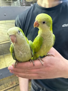 Ручные Птенцы попугая монах квакер Калита