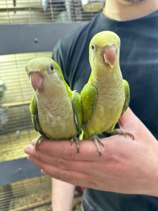 Ручные Птенцы попугая монах квакер Калита