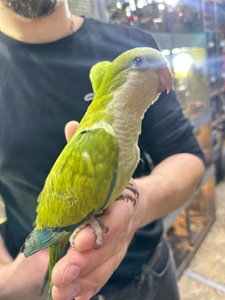 Ручные Птенцы попугая монах квакер Калита
