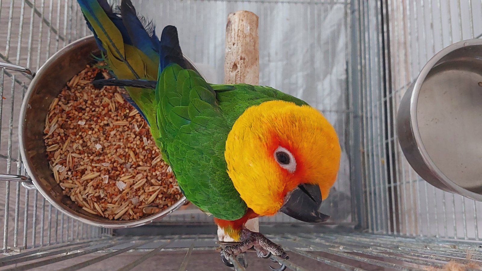 Сонячна аратинга