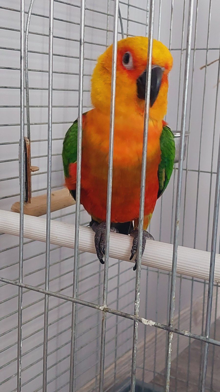 Сонячна аратинга