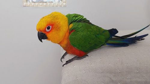 Сонячна аратинга