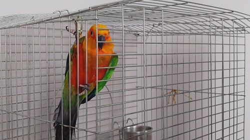 Сонячна аратинга