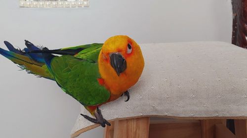 Сонячна аратинга