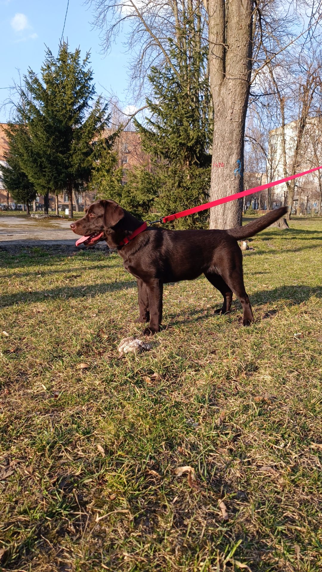 Цуценята Лабрадор Ретривера