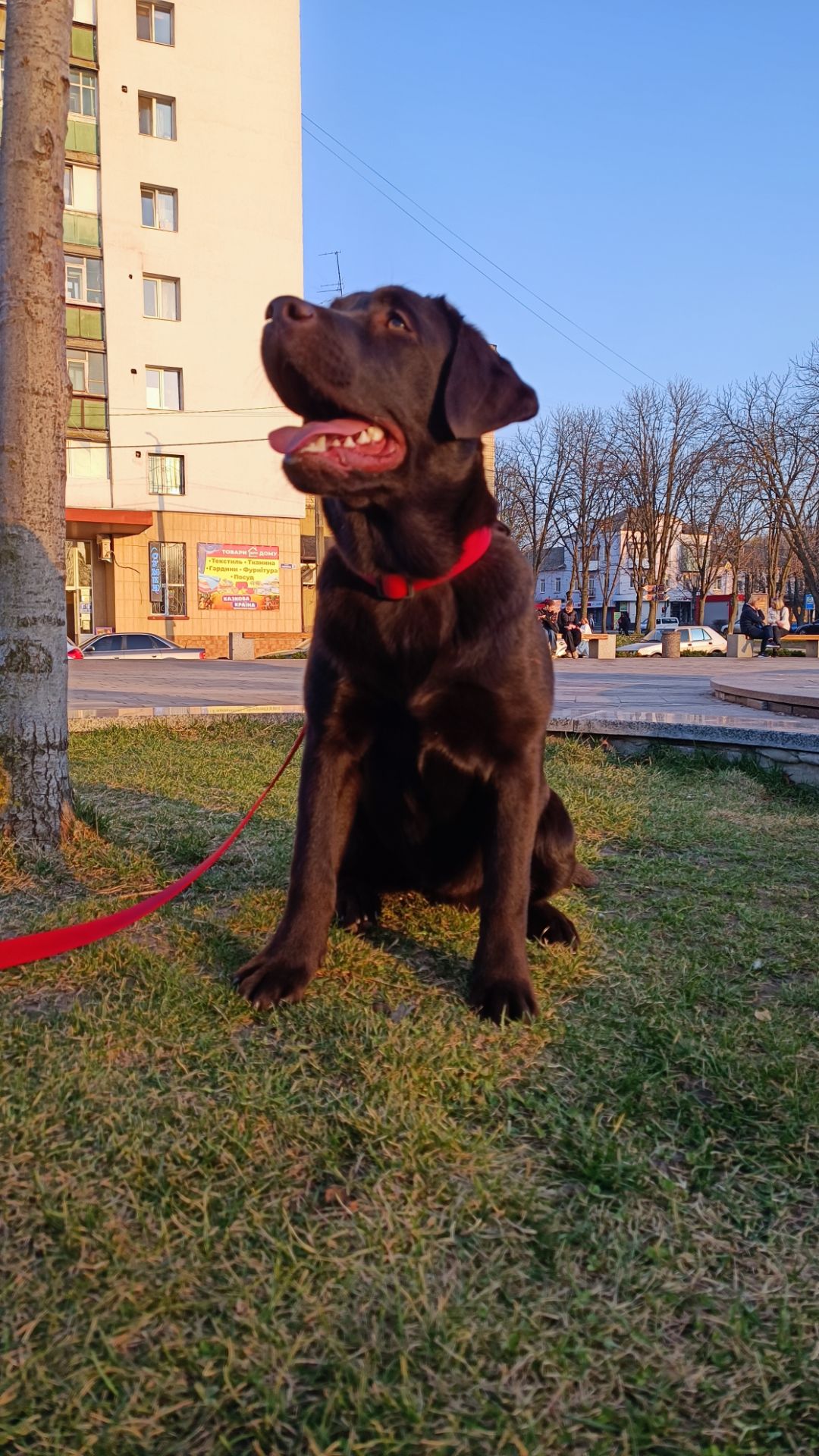 Цуценята Лабрадор Ретривера