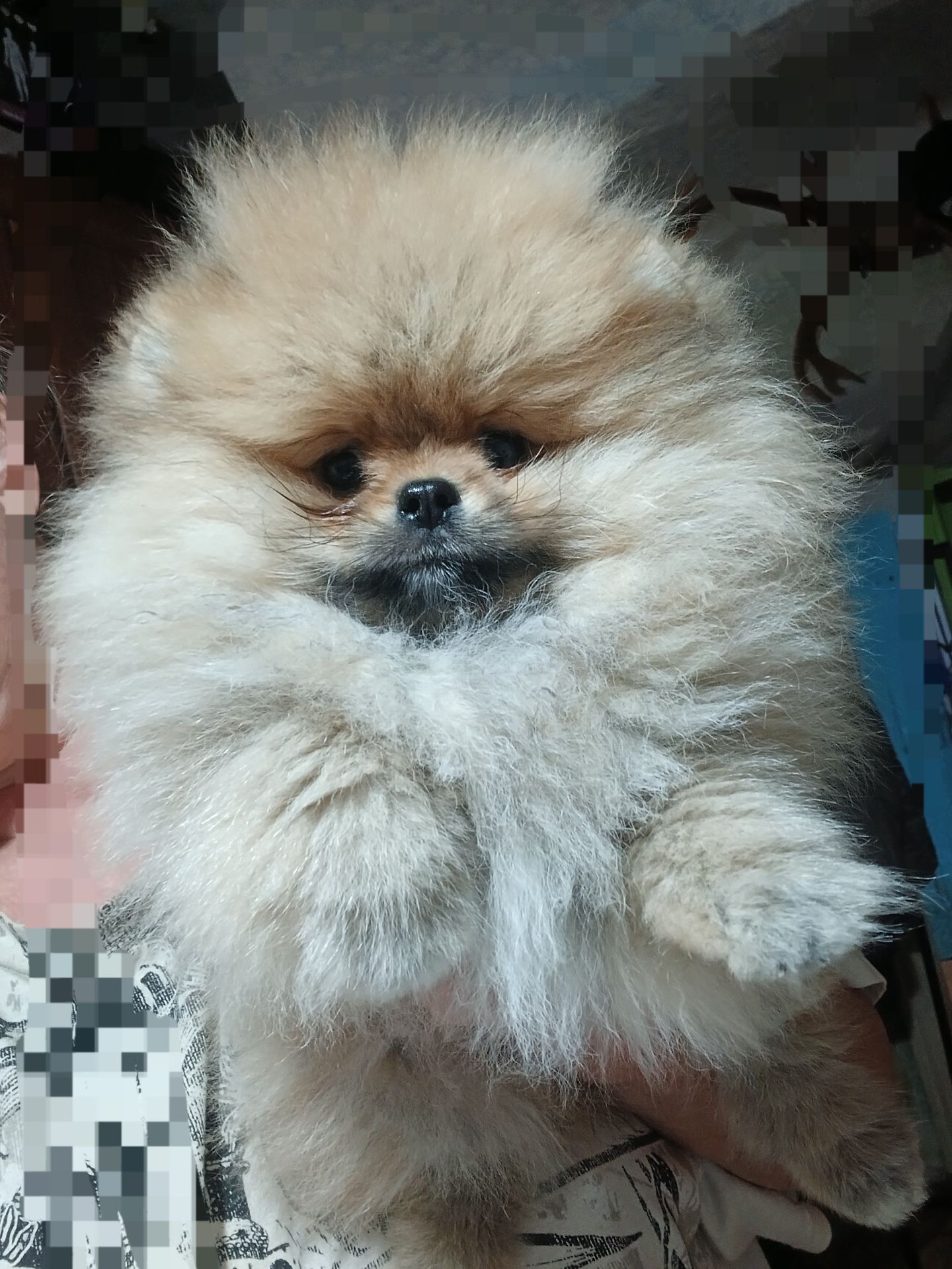 Шикарні помпончики