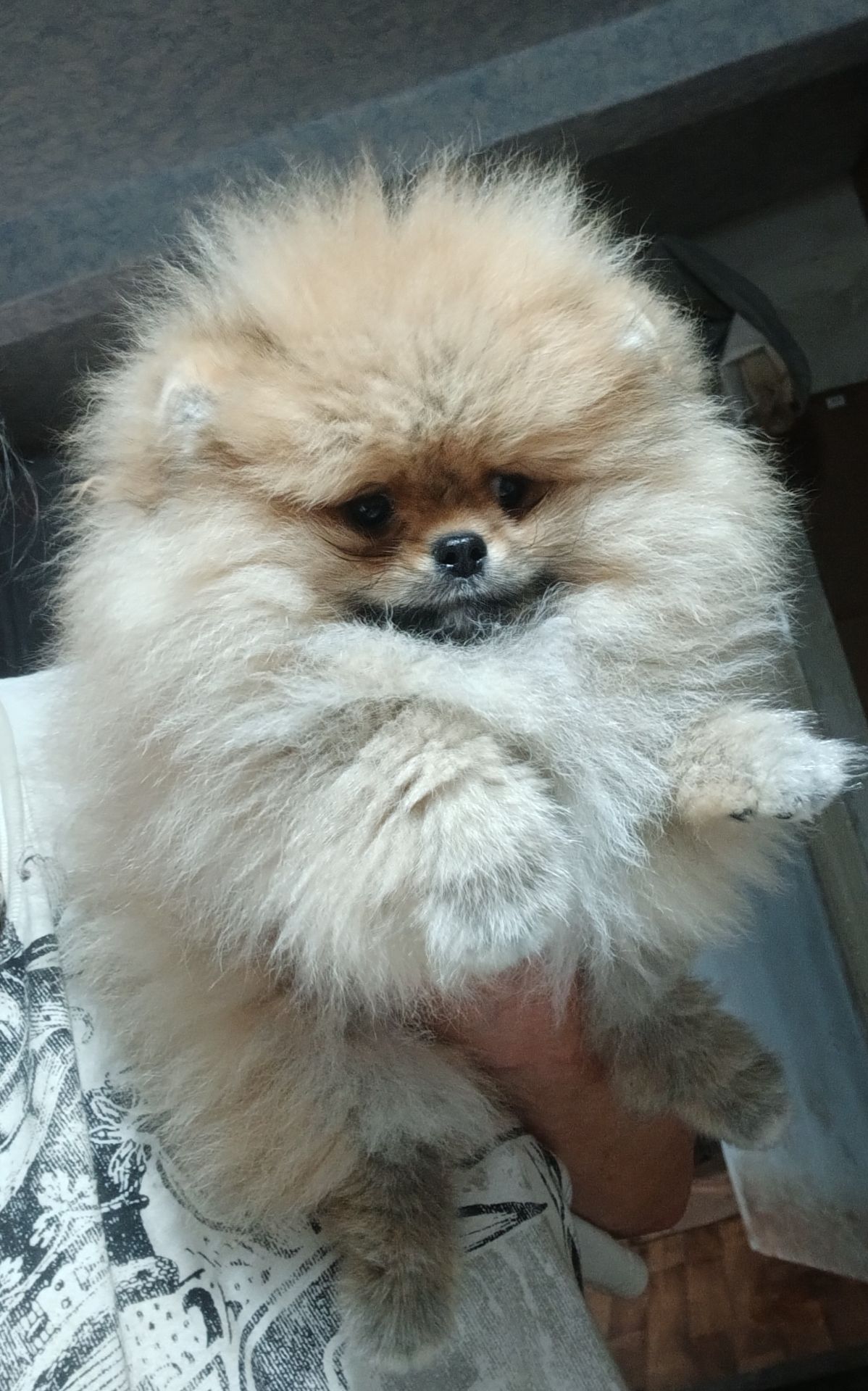 Шикарні помпончики