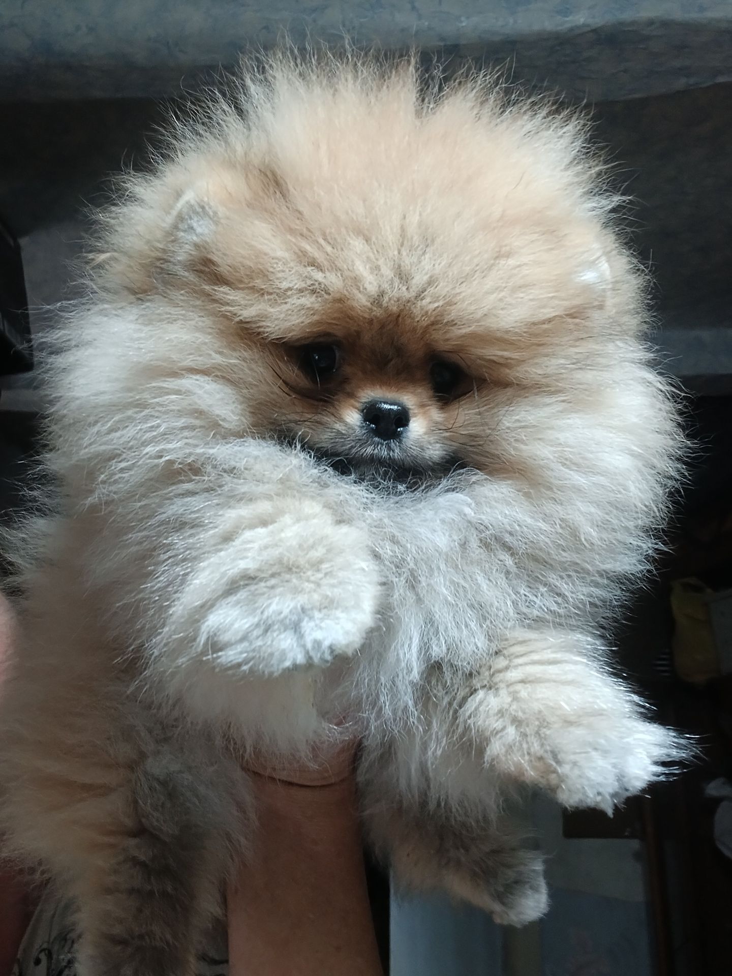 Шикарні помпончики