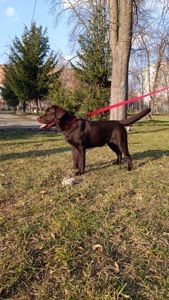 Цуценята Лабрадор Ретривера