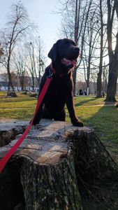 Цуценята Лабрадор Ретривера