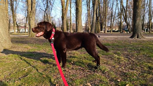 Цуценята Лабрадор Ретривера