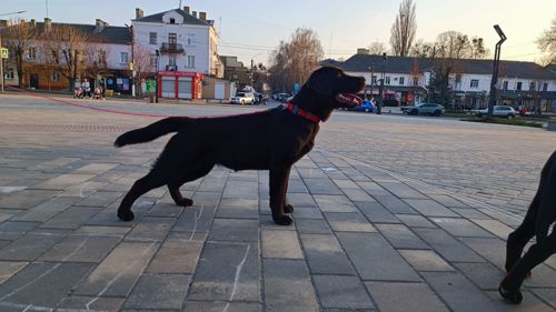 Цуценята Лабрадор Ретривера