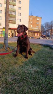 Цуценята Лабрадор Ретривера