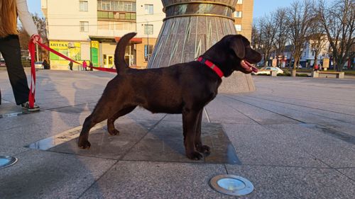 Цуценята Лабрадор Ретривера