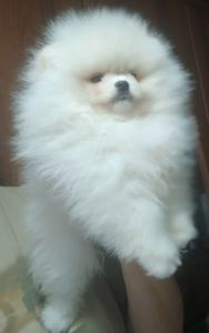 Шикарні помпончики