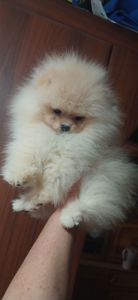 Шикарні помпончики