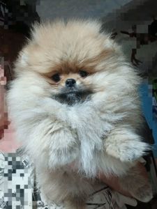 Шикарні помпончики