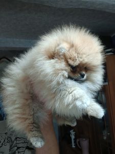 Шикарні помпончики