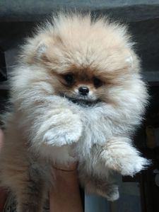 Шикарні помпончики