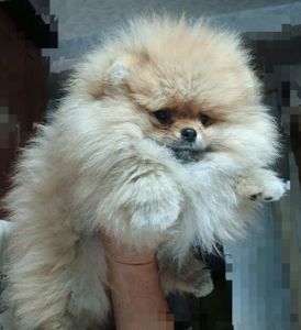 Шикарні помпончики