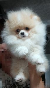 Шикарні помпончики